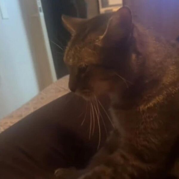 Čudo od mačke - zna kad nešto nije u redu: Vlasnica je imala jak bol u stomaku, a ona je počela da radi čudnu stvar