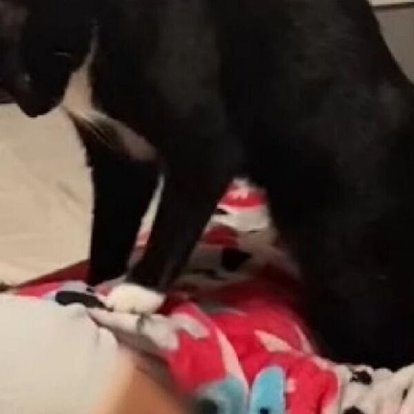 Ušla je u sobu i videla mačku da stoji na njenom detetu: Prizor koji je usledio ju je na smrt prepao - zadrhtala je