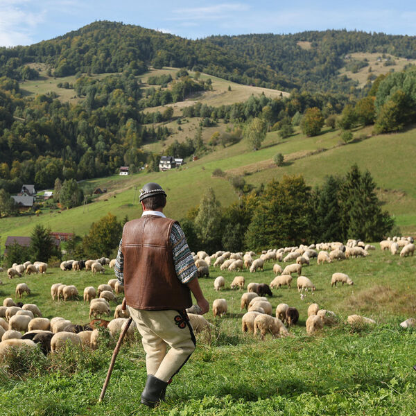 Nestao pastir u Crnoj Gori: Koze se vratile, ali od njega ni traga