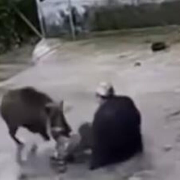 Ovako izgleda kada divlja svinja napada čoveka: Srušila ga na zemlju, on se borio da izvuče živu glavu! (VIDEO)