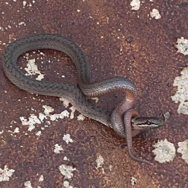 Čovek podelio fotografiju zmijuge koja samu sebe davi: Obavila rep oko glave, za 10 minuta je sve bilo gotov (FOTO)