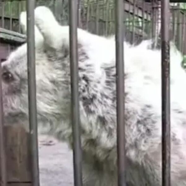 Usamljeni meda proveo je 30 godina u kavezu: Kad su ga pustili na slobodu, transformacija je bila neočekivana