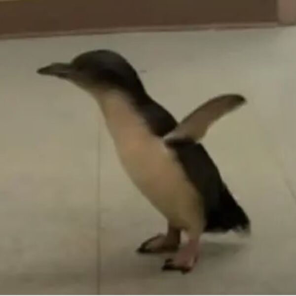 Kad vide šta radi ovaj pingvin, ljudi se bukvalno otope: Ugrejaće vam srce prizor za koji niste znali da postoji