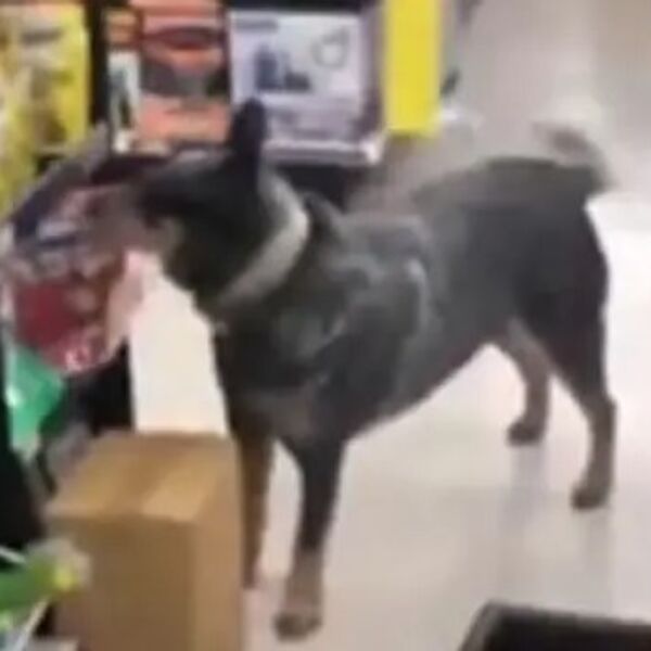 Lopov - pas ušao u radnju i pred svima ukrao ovo: Ljudi su se valjali od smeha na prizor (VIDEO)
