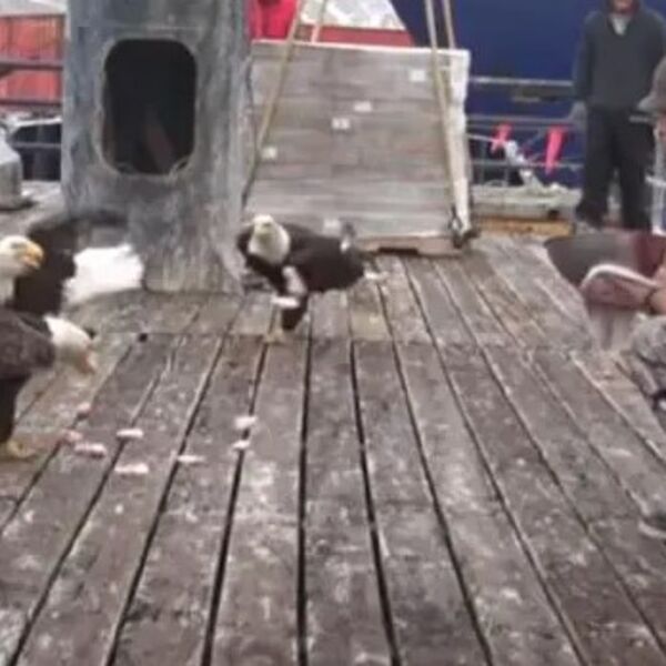 Ribar je bacio hranu jatu orlova: Kad je pogledao u levo, ostao je zatečen i samo je pobeleo od šoka (VIDEO)