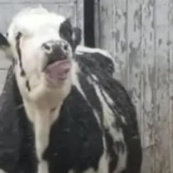 Krava koja jede pahulje poostala je pravi hit: Ovaj prizor će vas potpuno otopiti (VIDEO)