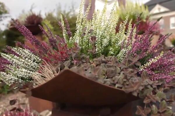 Neka vaša terasa bude lepa zimi: Ovo je predivna biljka kojoj hladnoća uopšte ne smeta, a cveta čak i u decembru