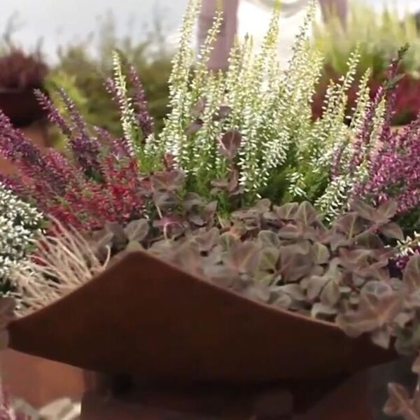 Neka vaša terasa bude lepa zimi: Ovo je predivna biljka kojoj hladnoća uopšte ne smeta, a cveta čak i u decembru