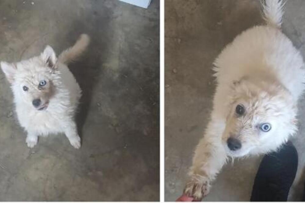 Milu seljak hteo da ubije traktorom, a onda... Sudbina je imala bolji plan, evo gde je pas koji je raznežio Srbe!