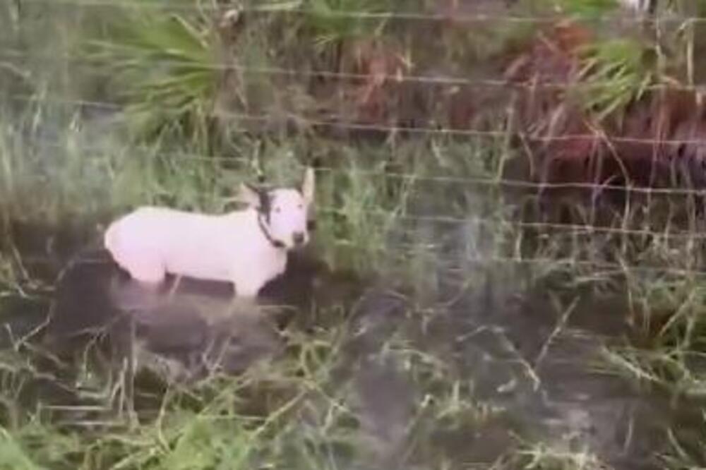 Gde će im duša? Prestravljenog psa ostavili na milost i nemilost jezivog uragana, vezali ga za ogradu - pa pobegli!