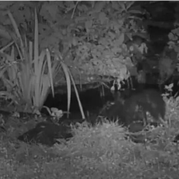 Oposum je prišao tvoru sa leđa, a kamera je sve snimila: Nećete verovati šta je na ovom videu