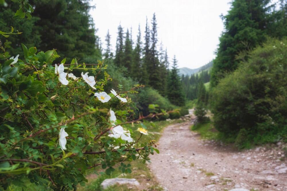Lekovit i uspeva kao lud i to baš u Srbiji! Zarada oko 9.000 evra, lako se prima, odmah rađa