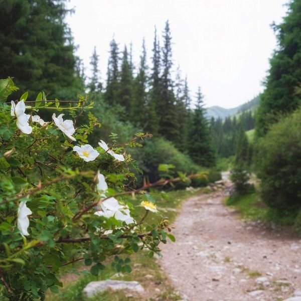 Lekovit i uspeva kao lud i to baš u Srbiji! Zarada oko 9.000 evra, lako se prima, odmah rađa