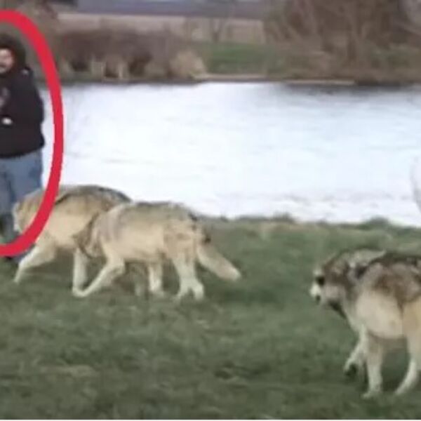 Hteo je da slika čopor vukova, a onda mu se desilo nešto što će pamtiti zauvek: Zveri su mu prišle, a onda...