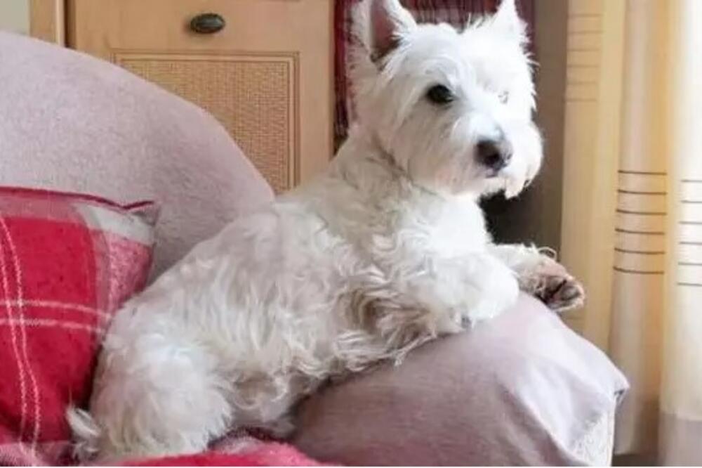 Pas vas ne poštuje i ne doživljava kao vođu ako krišom radi jednu stvar: Cezar Milan otkrio ono o čemu se ćuti