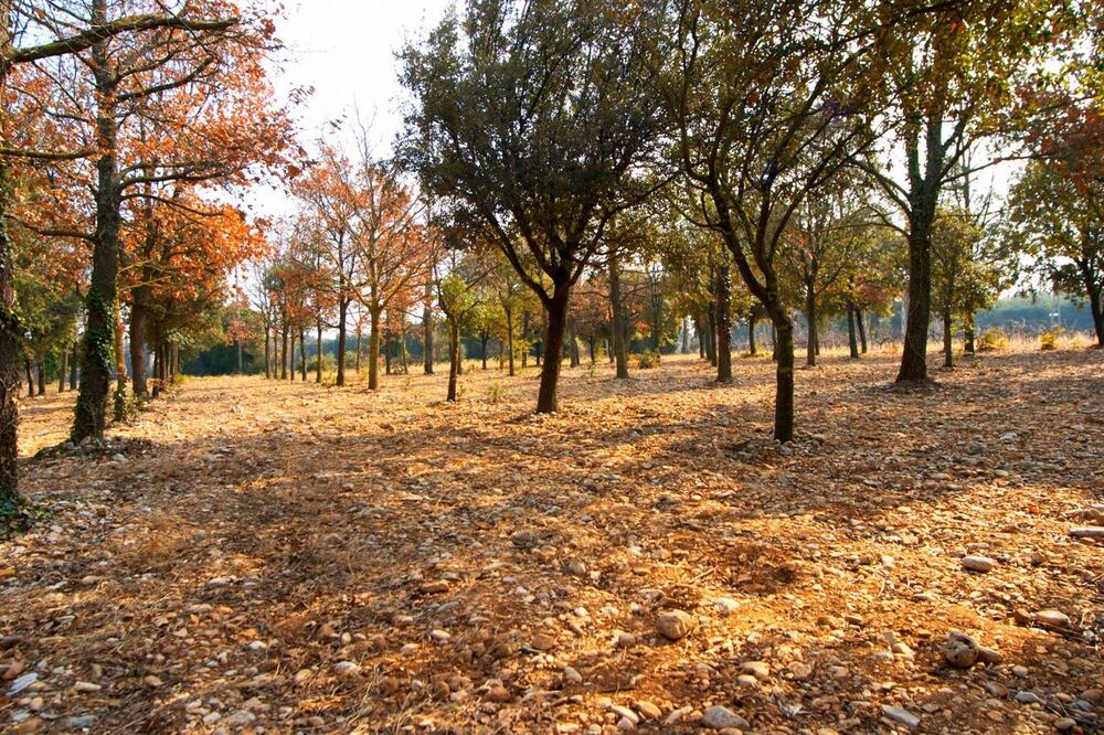 Gde u Srbiji raste ovo zlato? Kilogram donosi i do 5.000 evra, a u ovom delu zemlje rađa kao ludo!