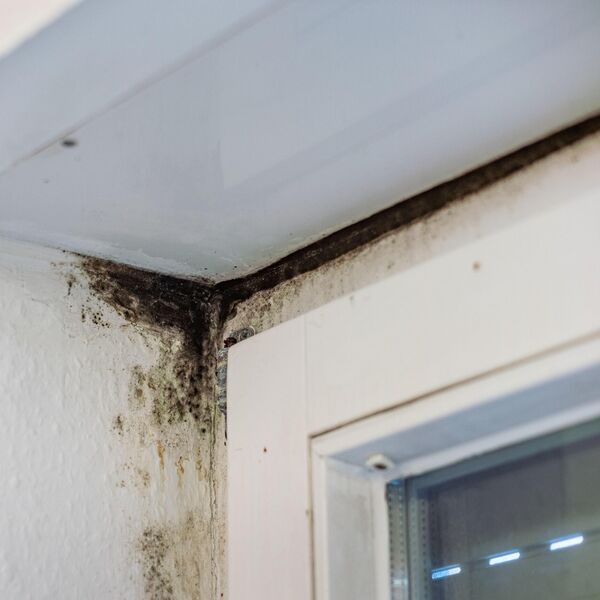 Ekspertkinja za čišćenje tvrdi: &bdquo;Ovo je jedini način da uklonite buđ sa bilo koje površine u kući&ldquo;