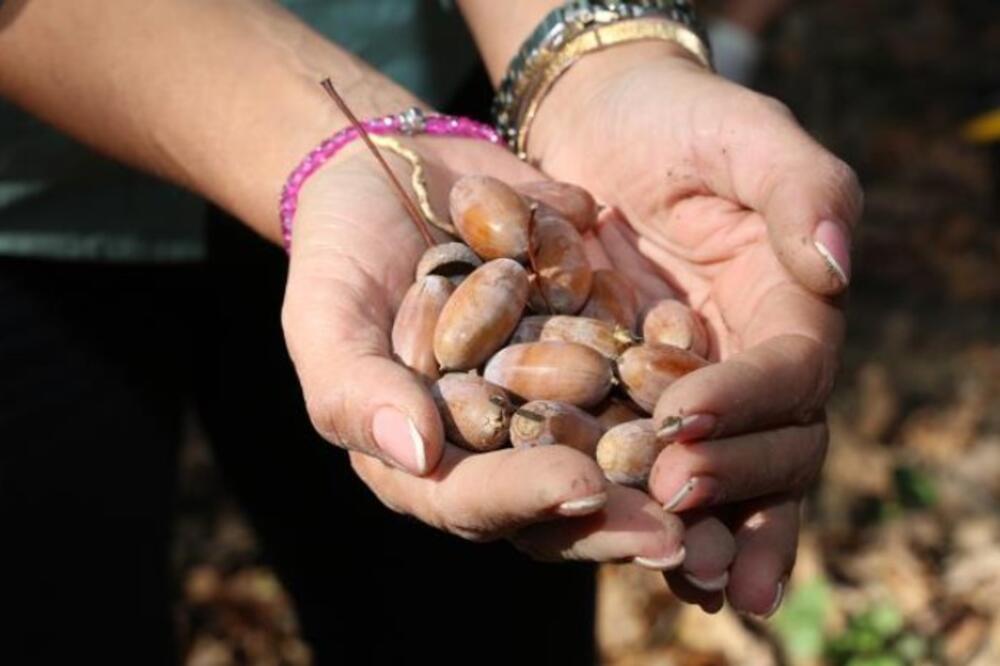 Berba ovog ploda vam može doneti vrtoglavu zaradu: Kad dobro rodi mirni ste nekoliko godina, od cifre boli glava!