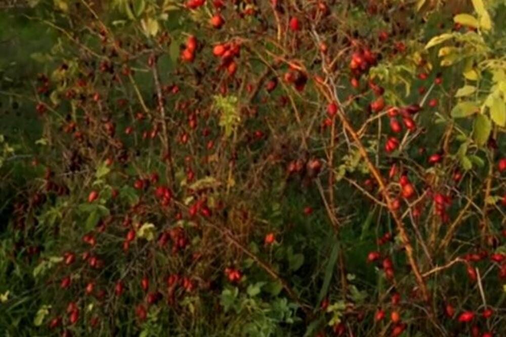 Zarada od ove biljke ide i do 9.000 evra, na 10 ari zemljišta, a malo ko u Srbiji je gaji: Pravo je blago