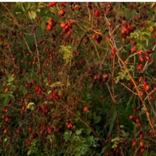 Zarada od ove biljke ide i do 9.000 evra, na 10 ari zemljišta, a malo ko u Srbiji je gaji: Pravo je blago