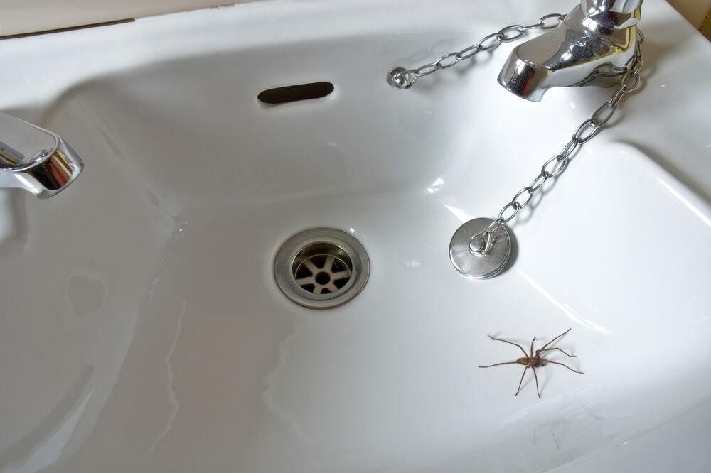 Rešite se paukova u svom domu uz pomoć dva sastojka, koja sigurno imate: Sprečava i njihov povratak