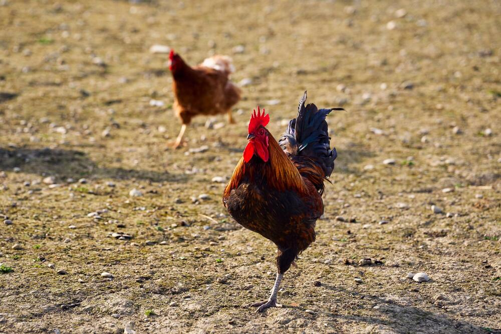 Goran primetio da se nešto čudno dešava u njegovom kokošinjcu: Kada je ušao imao je šta da vidi, nezapamćen prizor