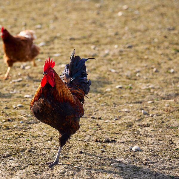 Goran primetio da se nešto čudno dešava u njegovom kokošinjcu: Kada je ušao imao je šta da vidi, nezapamćen prizor