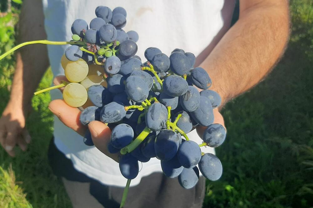 VINOGRADI SKROZ PROPALI, NIŠTA OD NIH NIJE OSTALO: Evo odakle zaista dolazi grožđe koje kupujemo i jedemo!