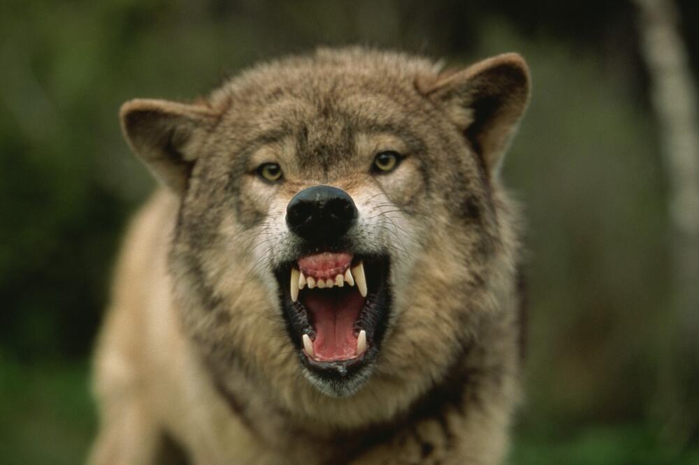 Kamere snimile divlju zver u selu kod Krupnja: Meštani u panici, plaše se da izađu iz kuće! (FOTO)