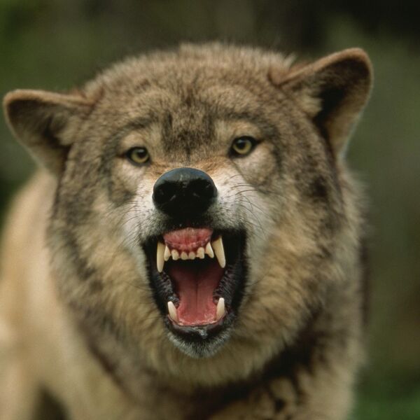 S ovim rečima su Srbi prizivali vuka za Božić! Malo ko zna za njegovo značenje