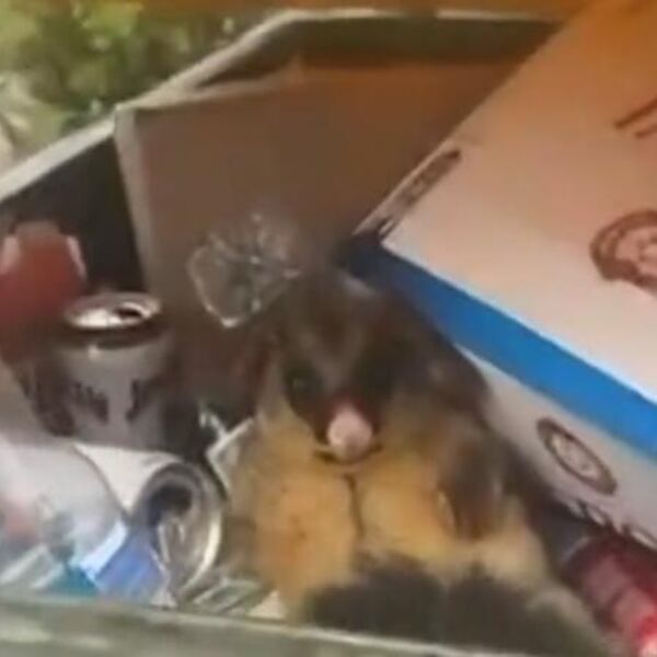 Izvadila telefon da ga snima, a ono što je usledilo će vas šokirati... Ljudi, kako je moguće?