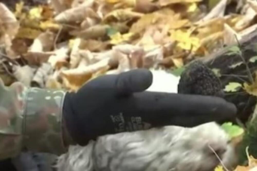 Ovu biljku Srbija ima, a cena je preko 2.000 evra za kilo: Malo ko zna da je gaji, a donosi odličnu zaradu