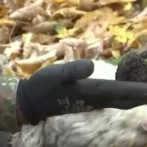 Ovu biljku Srbija ima, a cena je preko 2.000 evra za kilo: Malo ko zna da je gaji, a donosi odličnu zaradu