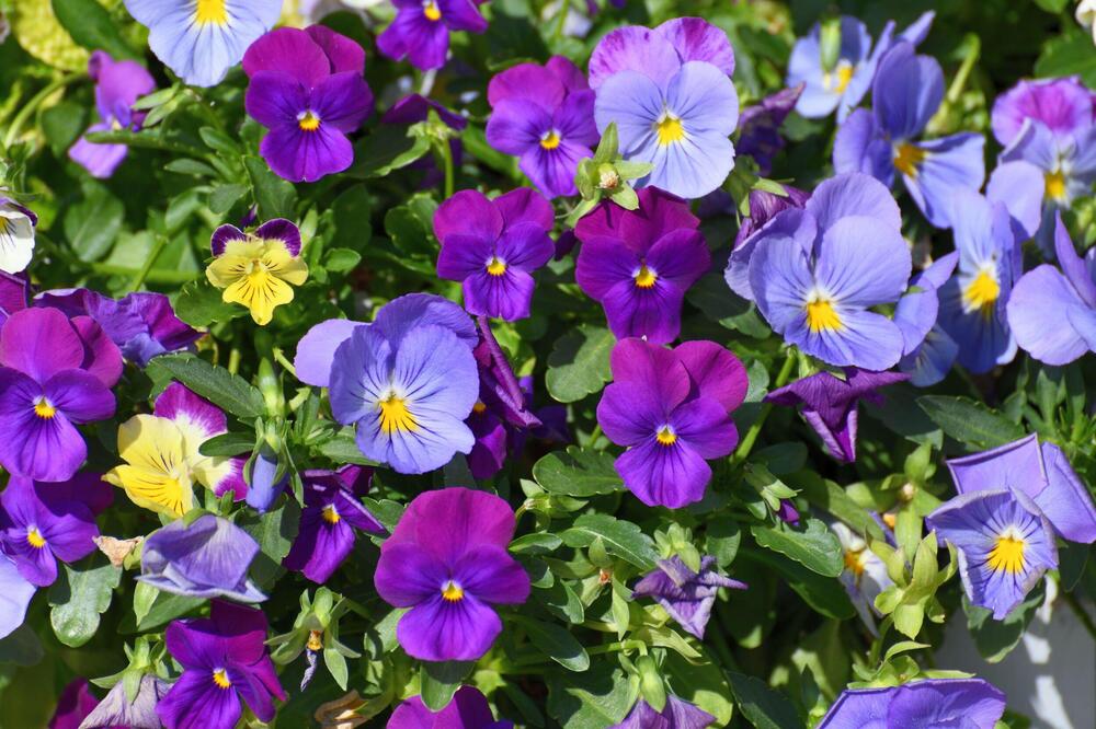 Podmladite i osvežite svoje stare ljubičice: Vrhunski trik sa kesom uspeva svima