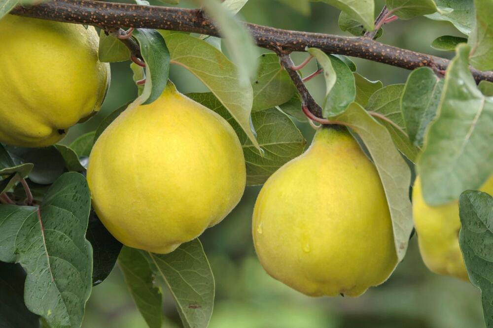 Podbacio rod ove voćke u Srbiji: Jedva da će je biti za rakiju, desilo se i da nije bilo ni cvetanja