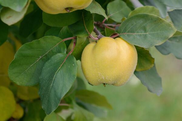 Recept za najbolji domaći sok od dunje: Imunitet kao čelik, creva rade kao sat a ukus mu je fantastičan