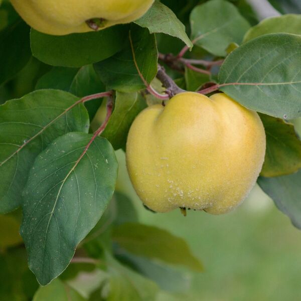 Recept za najbolji domaći sok od dunje: Imunitet kao čelik, creva rade kao sat a ukus mu je fantastičan