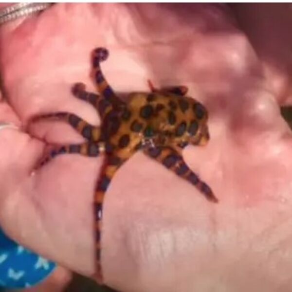 Držala je malenu hobotnicu u rukama, a nije imala pojma da je vreba smrt: Kad je shvatila, samo se srušila (VIDEO)