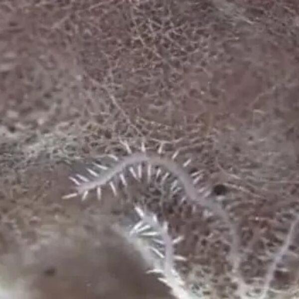 Ovo stvorenje ima čak 100 ANALNIH OTVORA, a kad se razmnožava, iz njih mu izrastaju oči i mozak! (VIDEO)