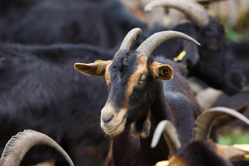 Majka iz Srbije hoće ćerki da kupi patuljastu kozu: Evo šta na to ima da kaže poznati veterinar!