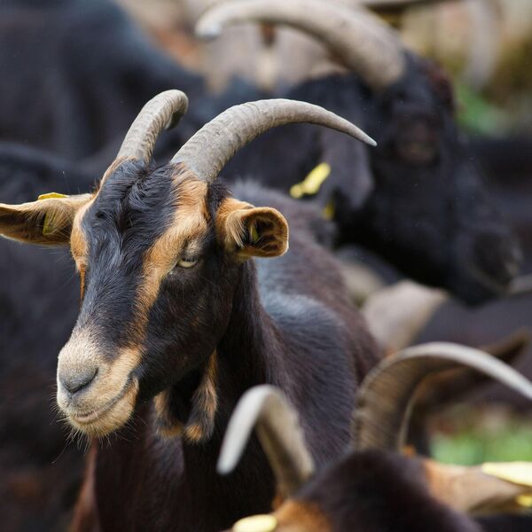Koze napravile pravi hoas: Napadale ljude, hitno su reagovali i nadležni
