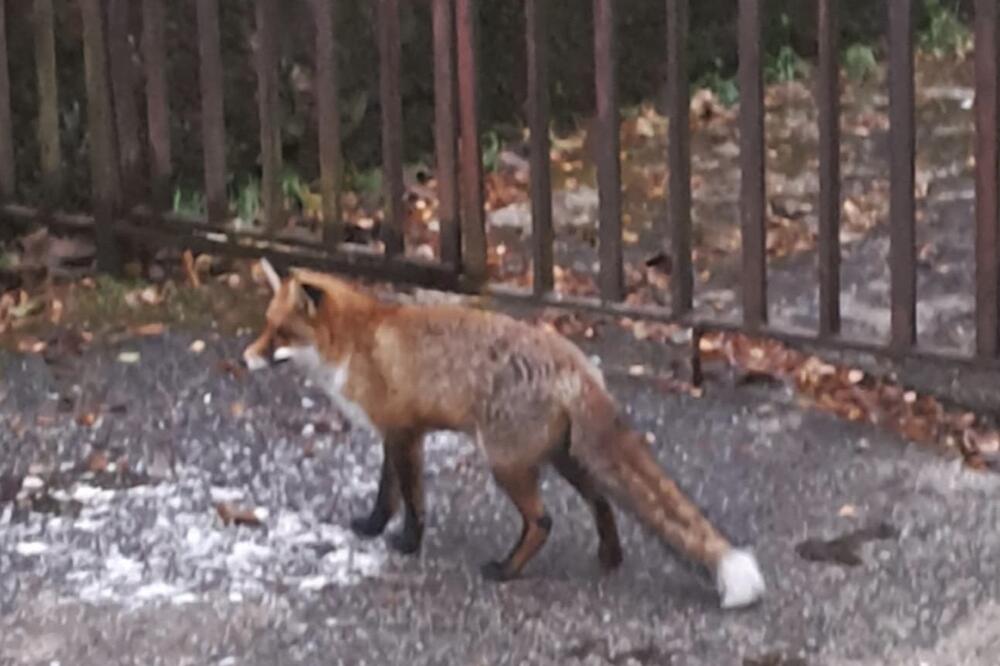 "ČUO SE DEČJI GLAS, LIJO, LIJO" Nesvakidašnja scena na Bežaniji: Uočena lisica, ide od GROBA DO GROBA!