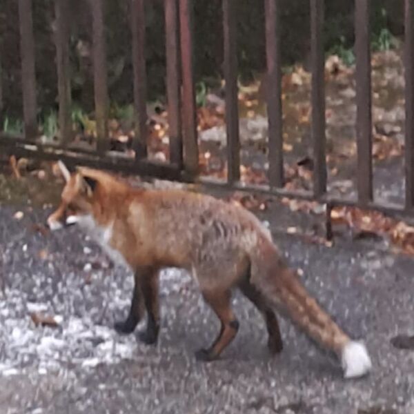 "ČUO SE DEČJI GLAS, LIJO, LIJO" Nesvakidašnja scena na Bežaniji: Uočena lisica, ide od GROBA DO GROBA!