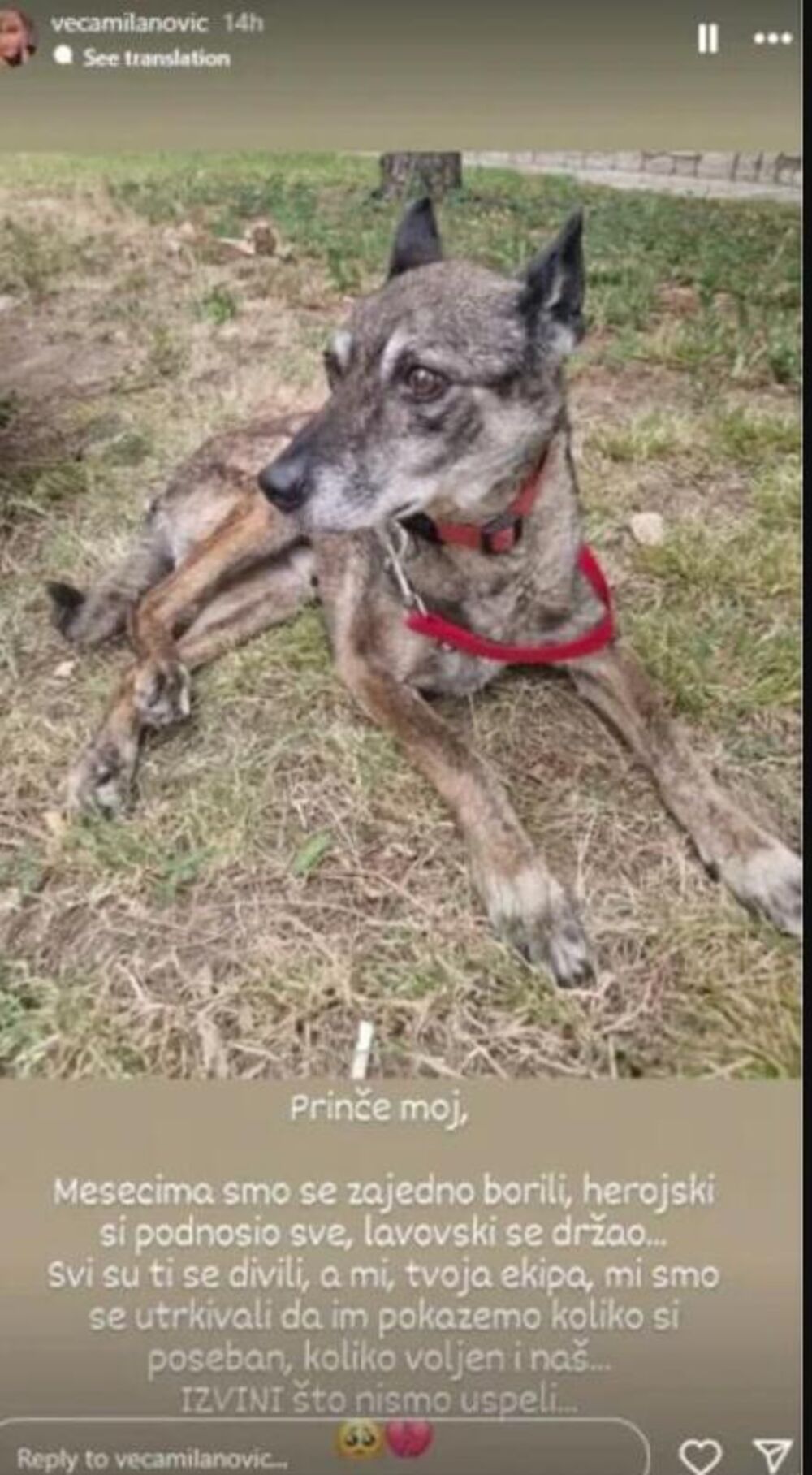 Uginuo pas Vesne Milanović