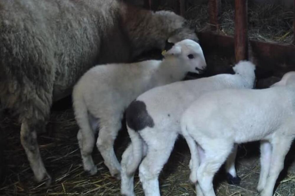Poskupeli jagnjići i jarići na stočnim pijacama: Cena junadi ne prestaje da raste, evo kakva je sada situacija!