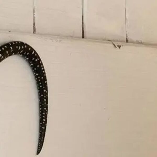 Ušao je u WC i čuo jedan jeziv zvuk: Kad je pogledao gore, video je zver od 3 metra, sledio se u mestu (FOTO)