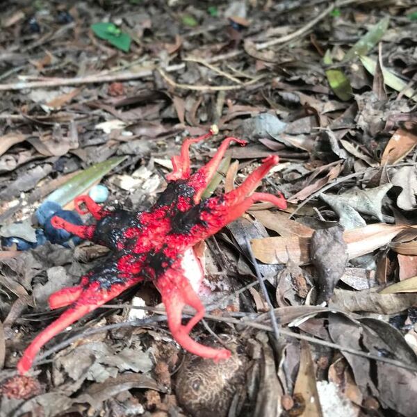 Kakav je ovo horor? Snimljeno "stvorenje iz pakla" koje smrdi na mrtvo meso i nosi smrtonosan otrov!