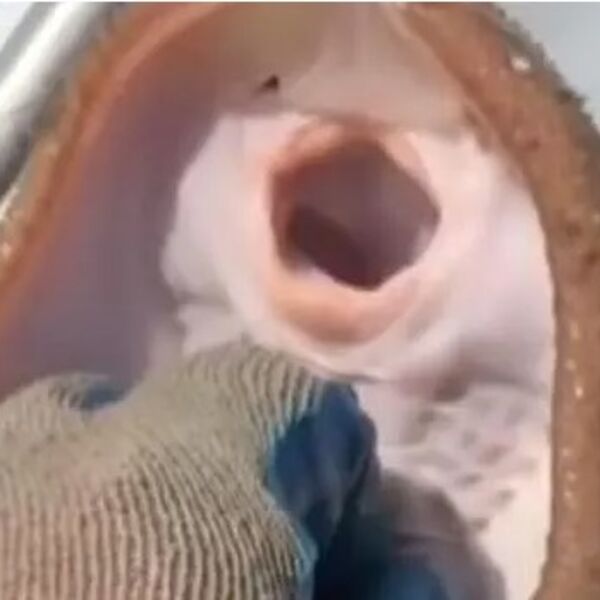 Uzeo u ruke najotrovniju ribu i počeo ovo da joj radi: Ljudi skamenjeno gledali, a onda je ona...(VIDEO)