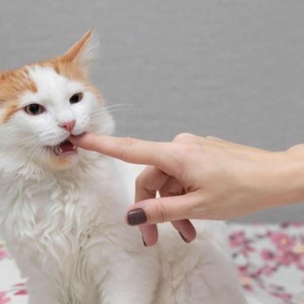 Evo kako mačka može da utiče na vaše zdravlje: Ono što radi svakoga dana je lekovito, a da toga niste ni svesni