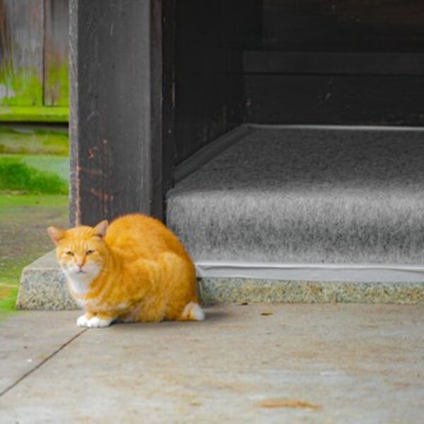 Zašto svi bruje o ovoj mački? Kada čujete šta je uradila neće vam biti dobro - preti joj deportacija